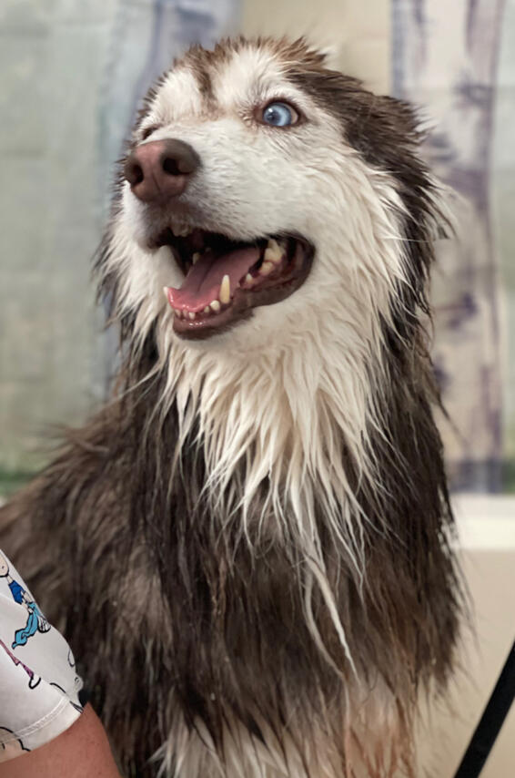 Husky/Arctic breed specialists at Broadway Grooming in Mesa, AZ