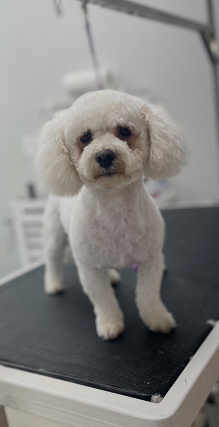 White Maltese poodle after a spa day with Broadway Grooming in Mesa, Arizona.
