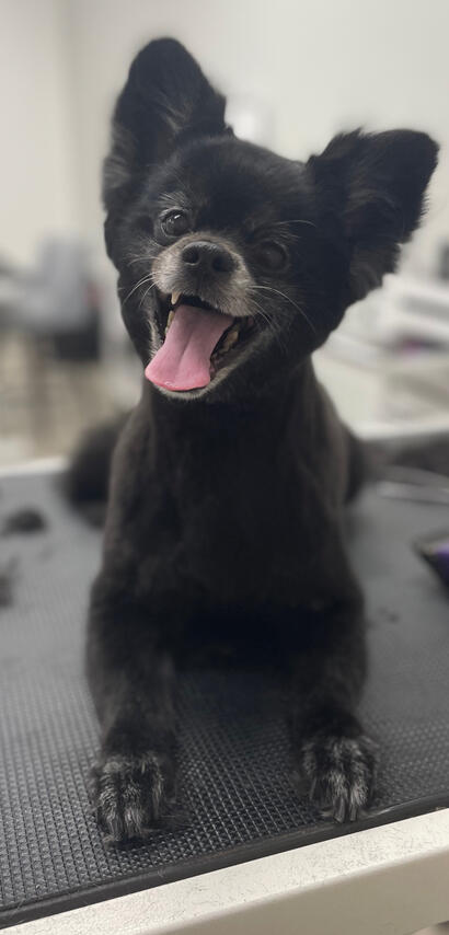 smiling black dog after a haircut at Broadway Grooming in Mesa.