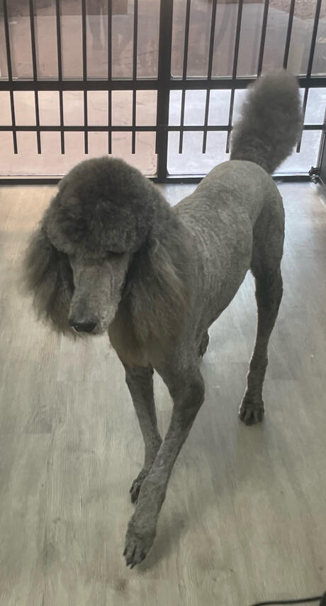 Grey Poodle after haircut at Broadway Grooming in Mesa, AZ