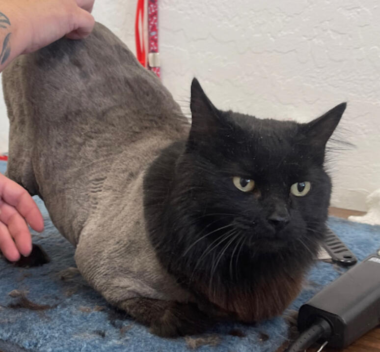 Black cat getting a lion cut at Broadway Grooming in Mesa AZ.