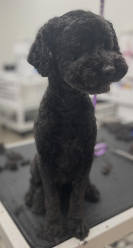 Doodle and Poodle grooming at Broadway Grooming in Mesa, Arizona.